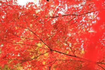 一面の紅葉