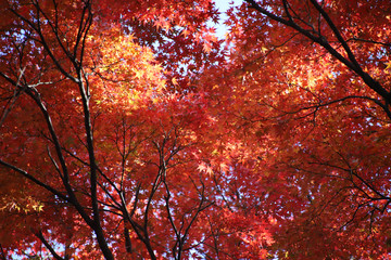 momiji - mapple tree in autumn