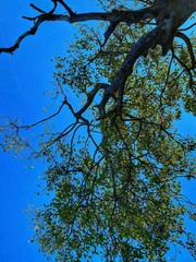 tree and sky