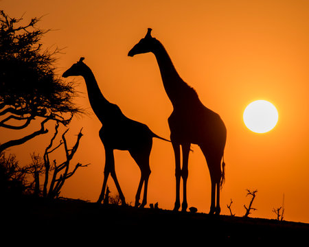 Silhouette of a Mother and Calf Giraffes at Sunset in Botswana, Africa
