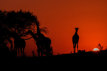 Silhouette of Four Giraffes at Sunset in Botswana, Africa