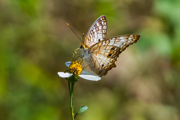 Obraz premium butterfly on flower