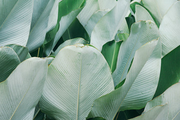 green tropical palm leaves texture