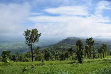 Fototapeta premium landscape with trees and blue sky