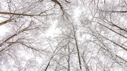 Snow on Trees in Winter