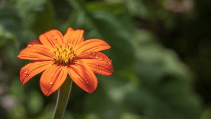 Flower and Rain