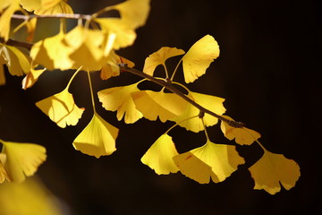イチョウの紅葉