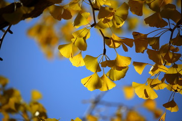 イチョウの紅葉