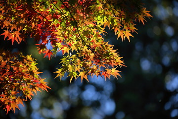 紅葉