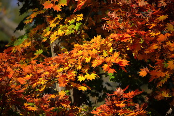 紅葉