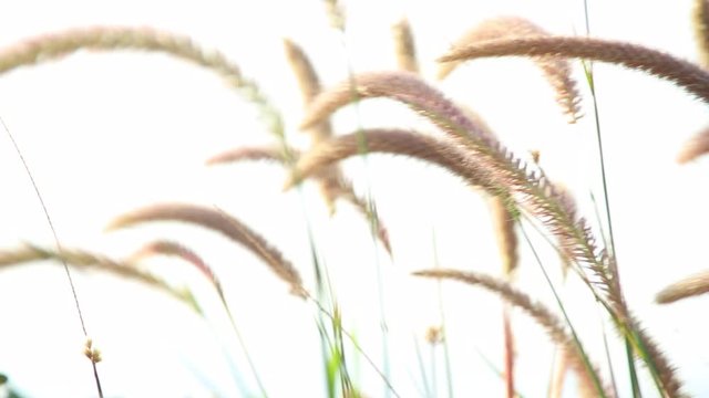 Ambient motion of the dreamy gentle swaying of dwarf foxtail grass (echinochloa crus-galli) with the calm breeze