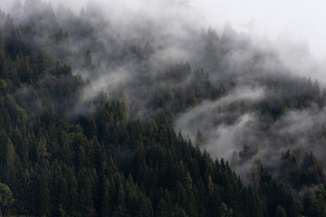 Foggy weather and spruce forest