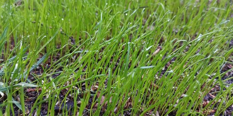 Rasen Gras Wiese
