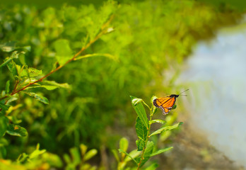 Viceroy Butterfly Limenitis archippus on common milkweed leaf with copy space wild in nature