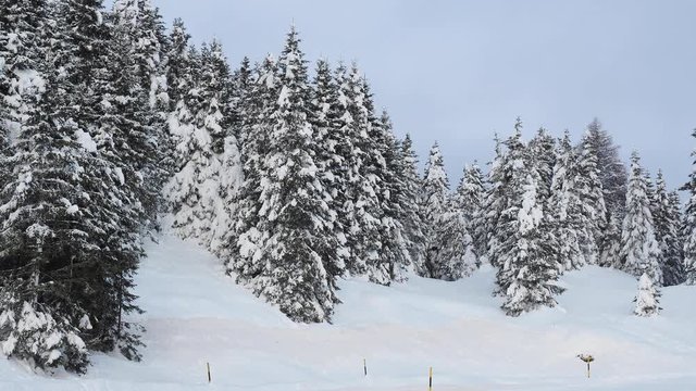 Pines covered with snow flakes after the snowfall. Alpine and winter contest. European alps