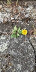 Natur