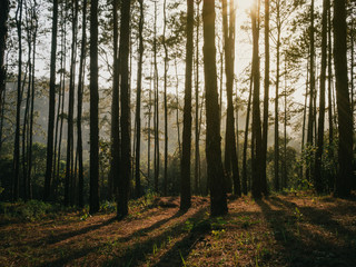 Sunlight pouring through pine trees in forest