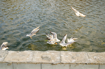 Seagulls fight for food on the water 2.