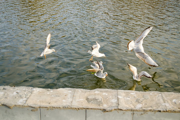 Seagulls fight for food on the water 1.