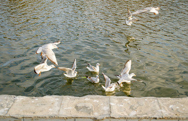 Seagulls fight for food on the water 3.
