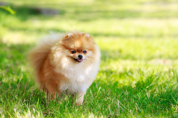 The dog breed pomeranian spitz