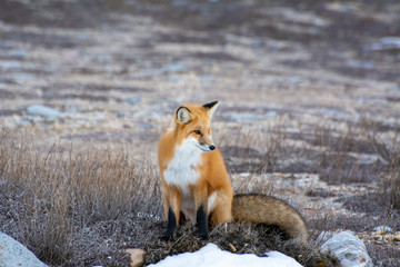 red fox on the edge of frozen tundra