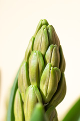 yellow hyacinth before flowering photographed closely