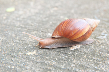 Garden snail is slowly crawling on the street.