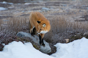 red fox on the edge of frozen tundra