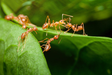Ant bridge unity.selective focus.