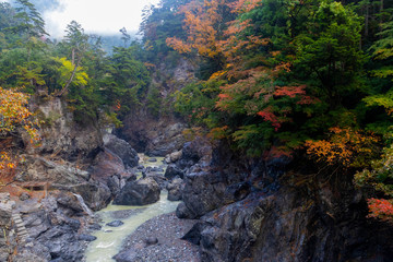 東京 奥多摩 紅葉