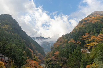 東京 奥多摩 紅葉