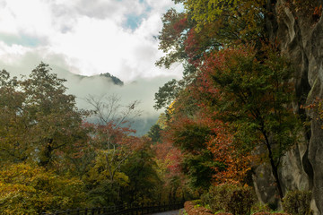 Obraz premium 東京 奥多摩 紅葉