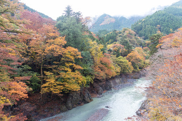 東京 奥多摩 紅葉