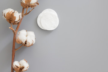 Cotton branch, pads on gray background. Cosmetology, ecology, healthcare concept. Flat lay, top view, mock up, copy space