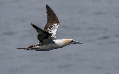 gannet bird