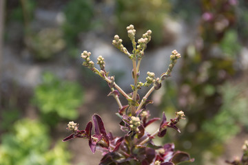 detail of green and purple lettuce flowers