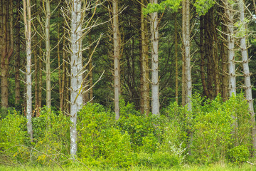 Pine trees growing in parkland 