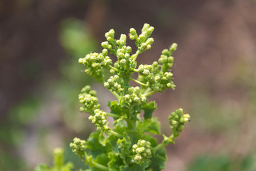 detail of green and purple lettuce flowers