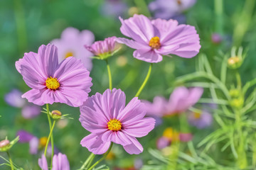 Fototapeta premium コスモスの花