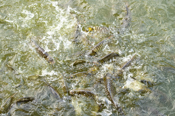 Feed fish / Many fish feed food a lot of feeding Catfish , Tilapia, carp and orange common carp - freshwater fish in ponds