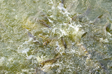 Feed fish / Many fish feed food a lot of feeding Catfish , Tilapia, carp and orange common carp - freshwater fish in ponds