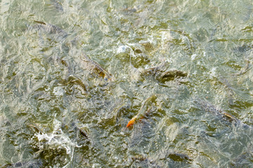 Feed fish / Many fish feed food a lot of feeding Catfish , Tilapia, carp and orange common carp - freshwater fish in ponds