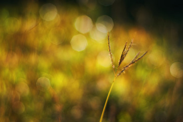 Close up view of nature in morning light moment