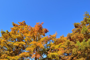 天満大池公園の紅葉