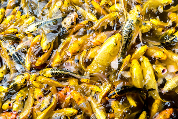 Colorful and multicolor Fancy carp fish swimming in the pond, Fancy carp fish or Koi fish background and texture