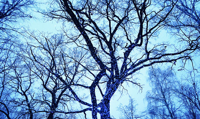 Garland sparkles on tree branches,  atmosphere festive background. Decorative outdoor lights hanging on tree in garden or park at night time. soft selective focus