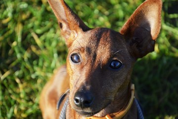 Dog on green lawn sits and looks upward. Miniature Pinscher brown, big ears and black eyes and nose. The pet is waiting for a treat.