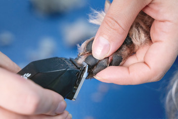 close up groomer cuts fur on paws dog with a mechanical trimer in grooming salon.