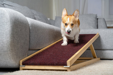 A funny welsh corgi pembroke dog,coming down on a home ramp. Safe of back health in a small dog.